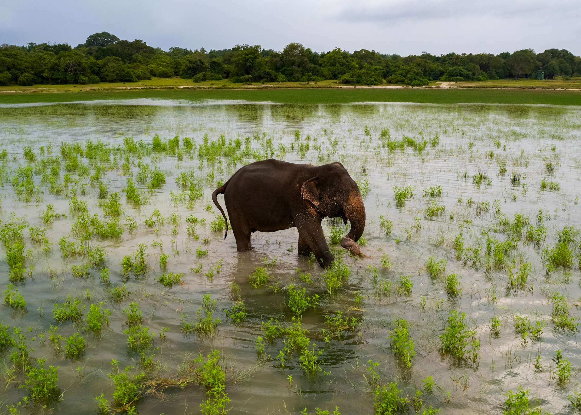 A wild elephant stands in shallow water surrounded by green vegetation in Arugam Bay, Sri Lanka.