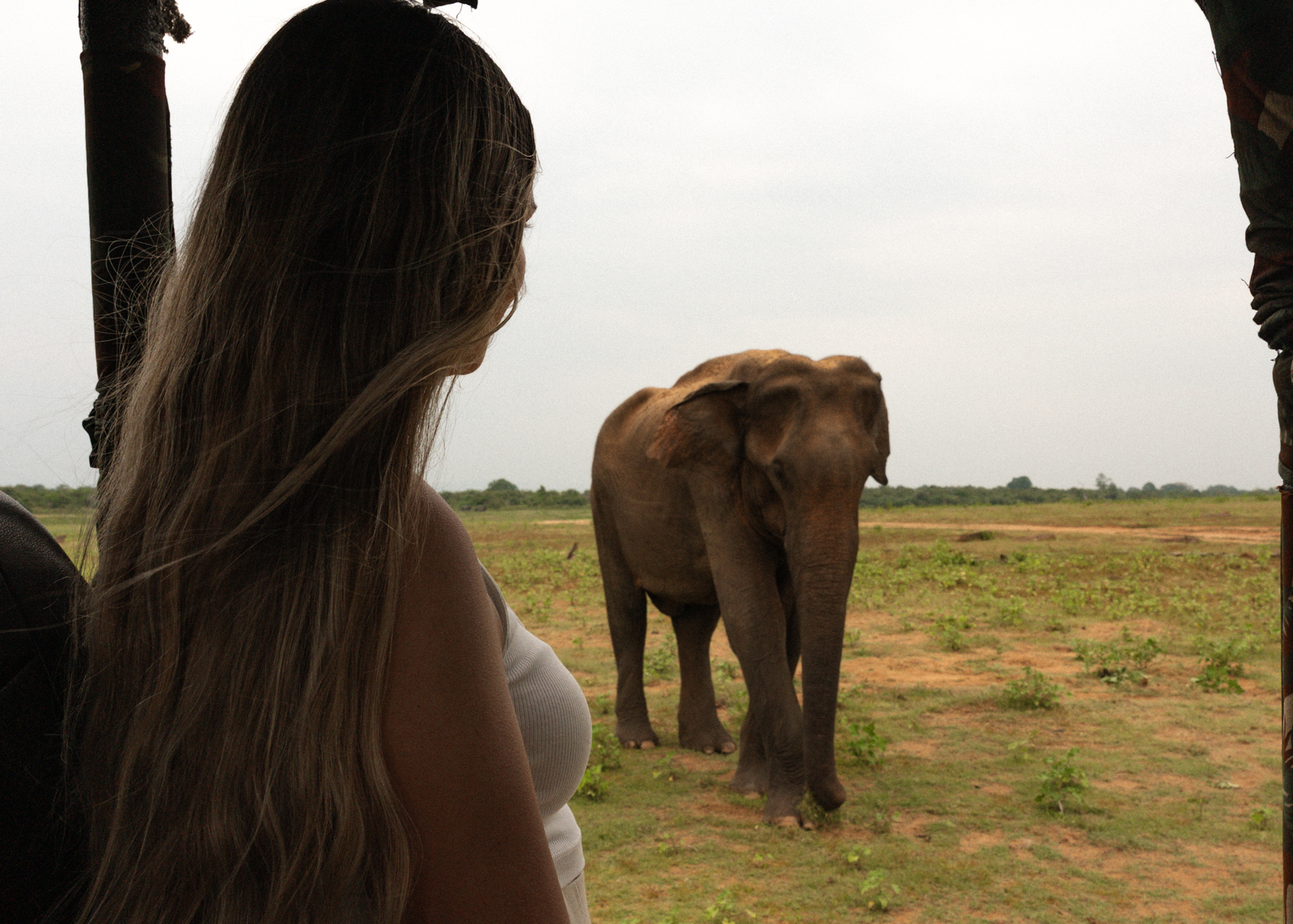 Woman on safari jeep watching a wild elephant in Udawalawe National Park, Sri Lanka.