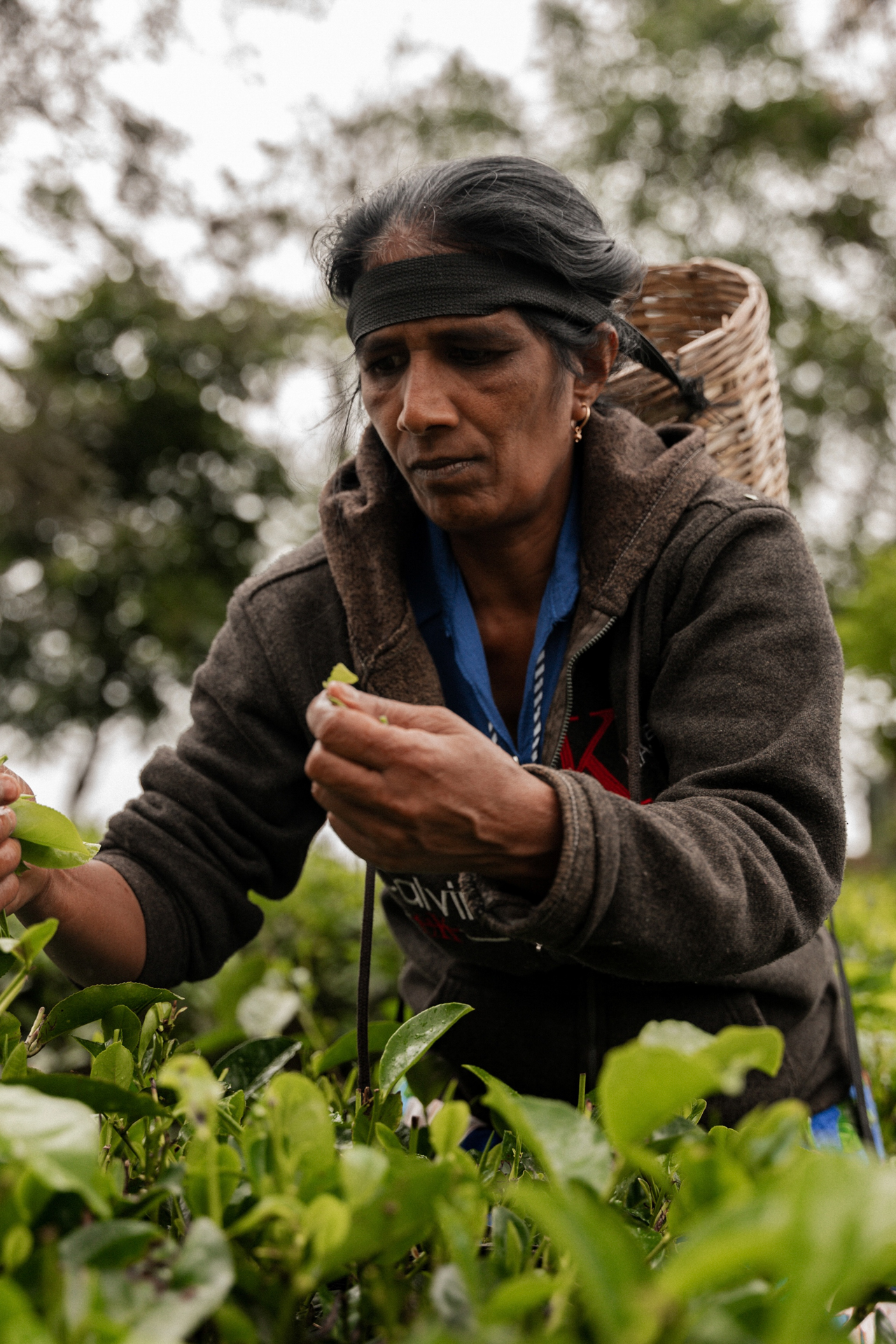 Portrait of a local tea picker harvesting fresh tea leaves in Halpewatte Tea Factory, Ella.