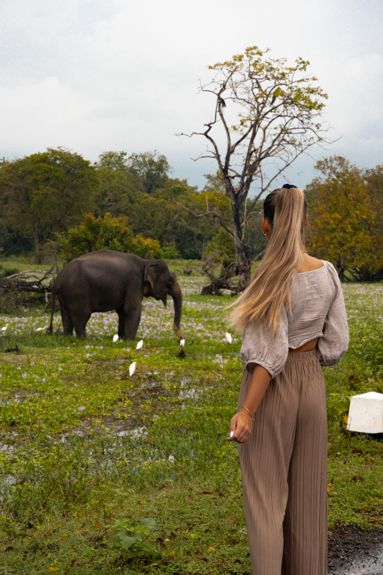A woman watches a wild elephant grazing among white birds and purple flowers in Arugam Bay, Sri Lanka.