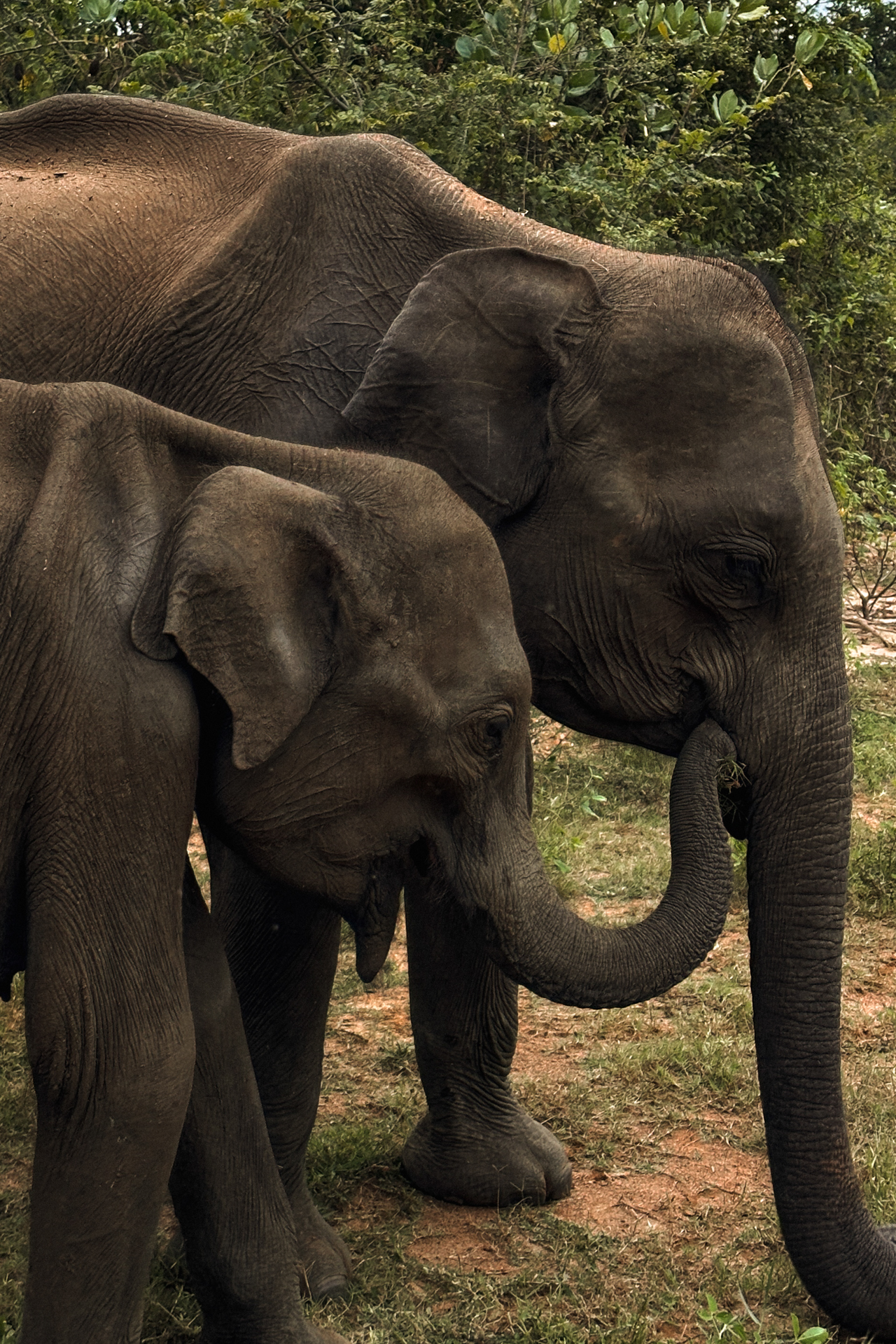 Close-up of two elephants grazing together in Udawalawe National Park, Sri Lanka.