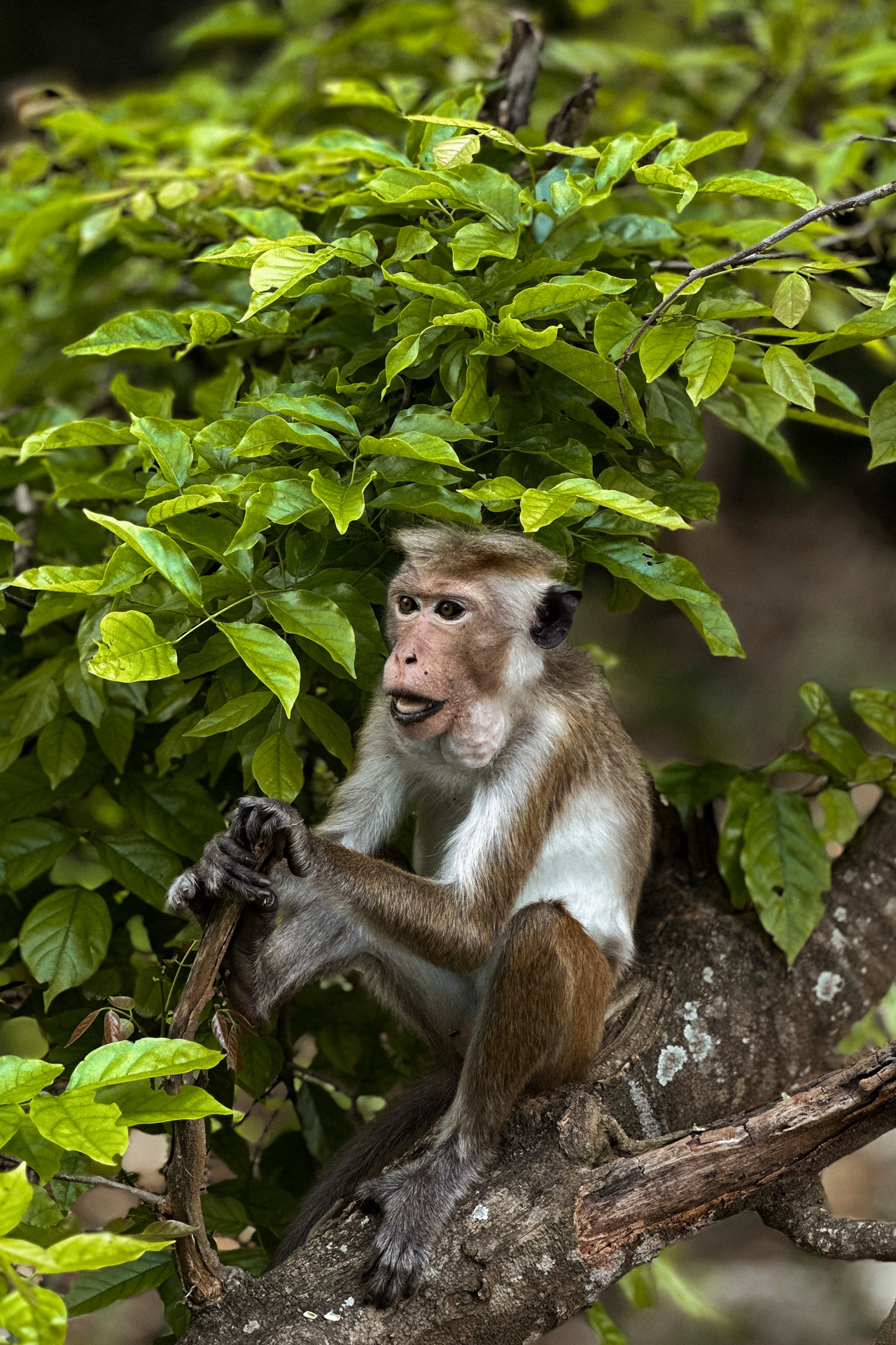 Toque macaque sitting on a tree branch surrounded by green leaves in Sri Lanka.