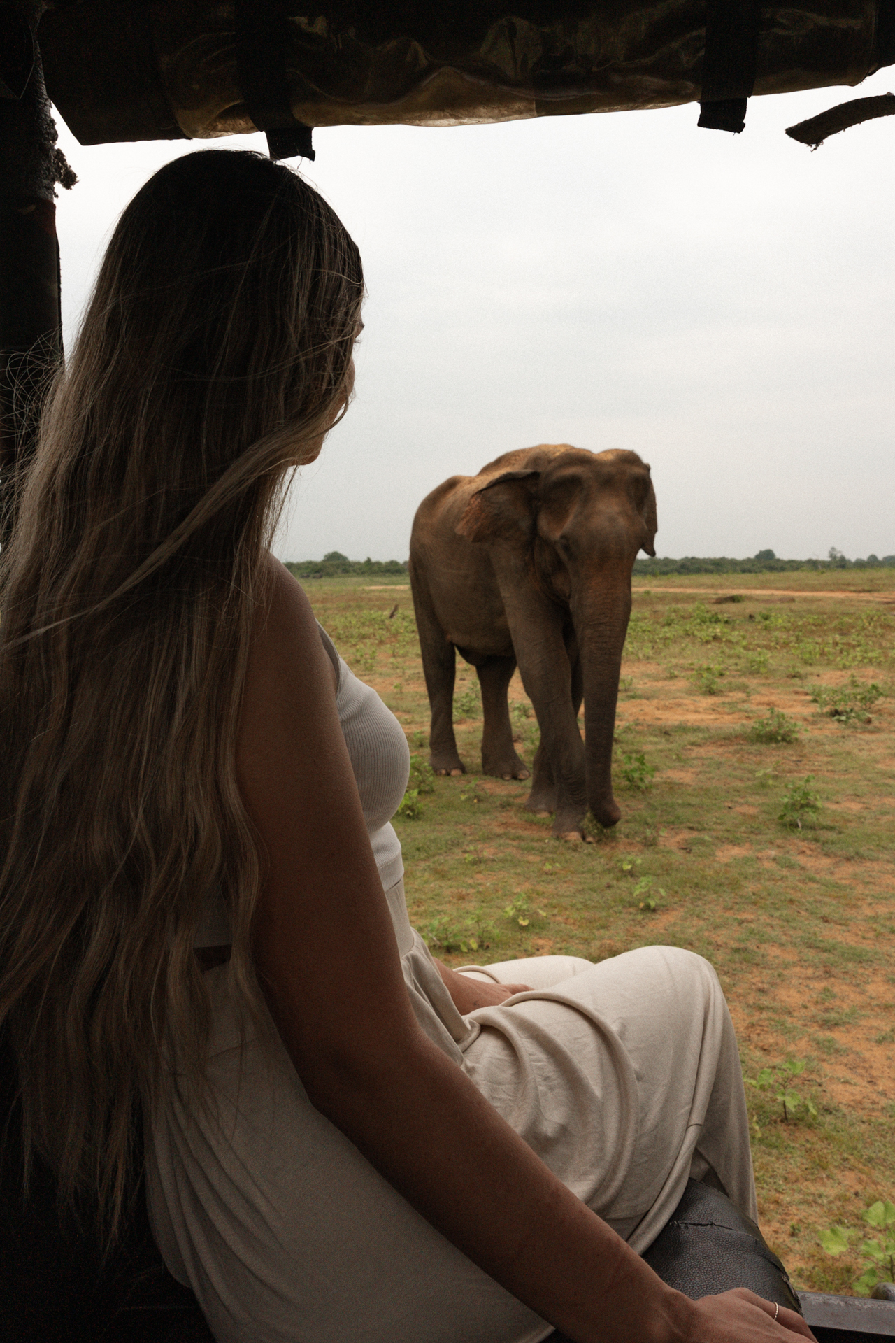 Woman on safari jeep watching a wild elephant in Udawalawe National Park, Sri Lanka.