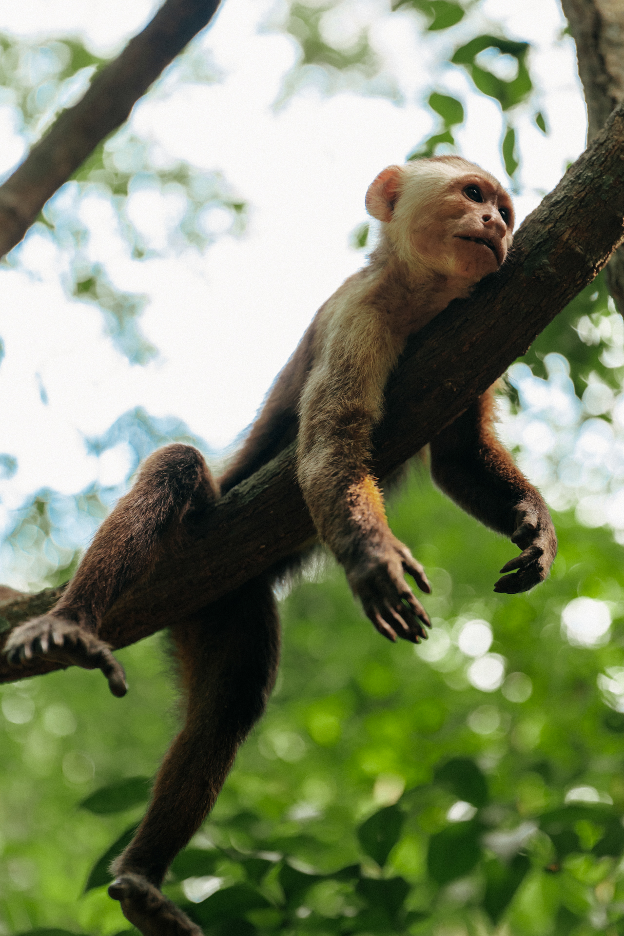 Tayrona National Park White-faced capuchin monkey resting on a tree branch in the Colombian jungle at Tayrona National Park.