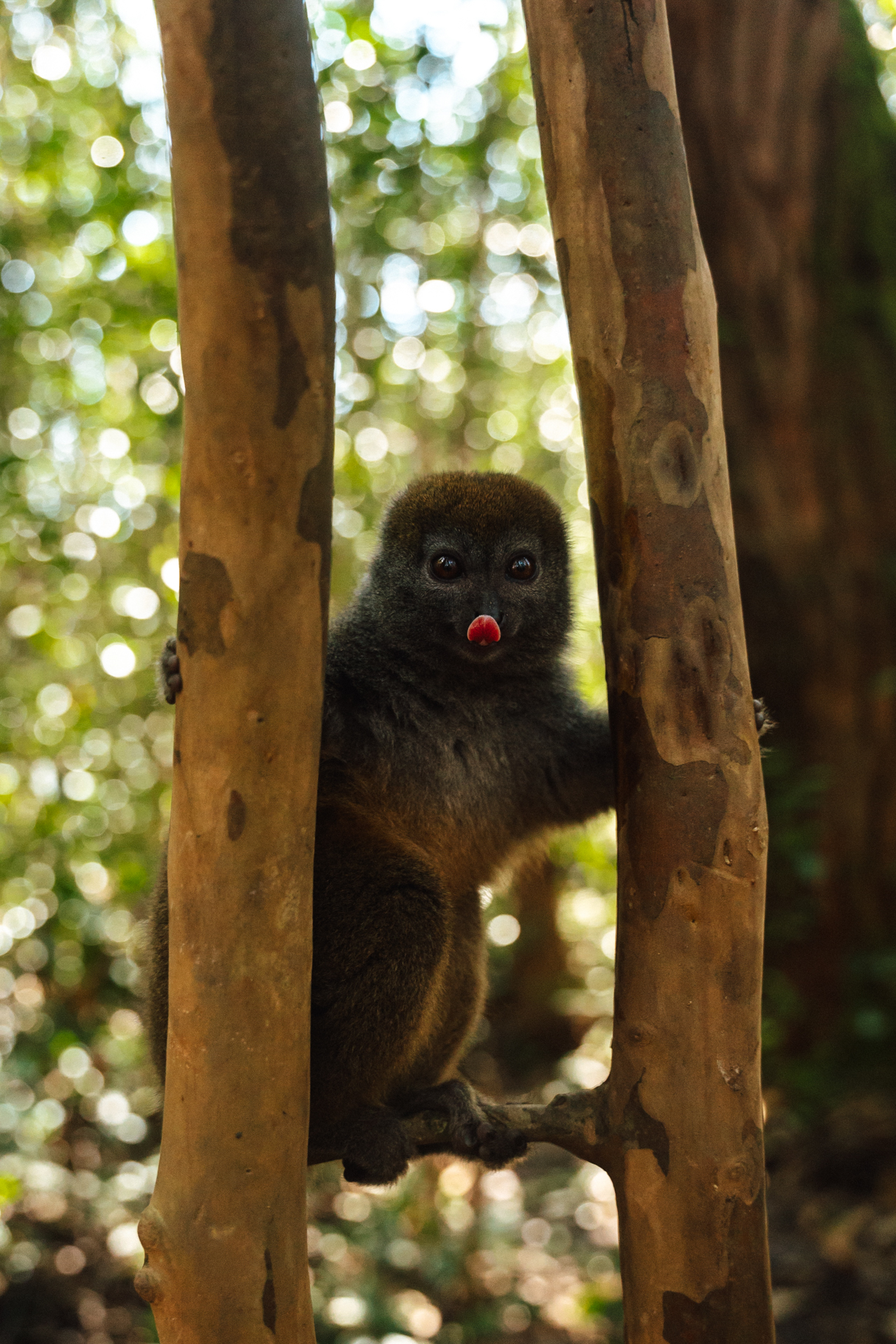 Andasibe A bamboo lemur peeking between two tree trunks in Andasibe Madagascar’s forest.