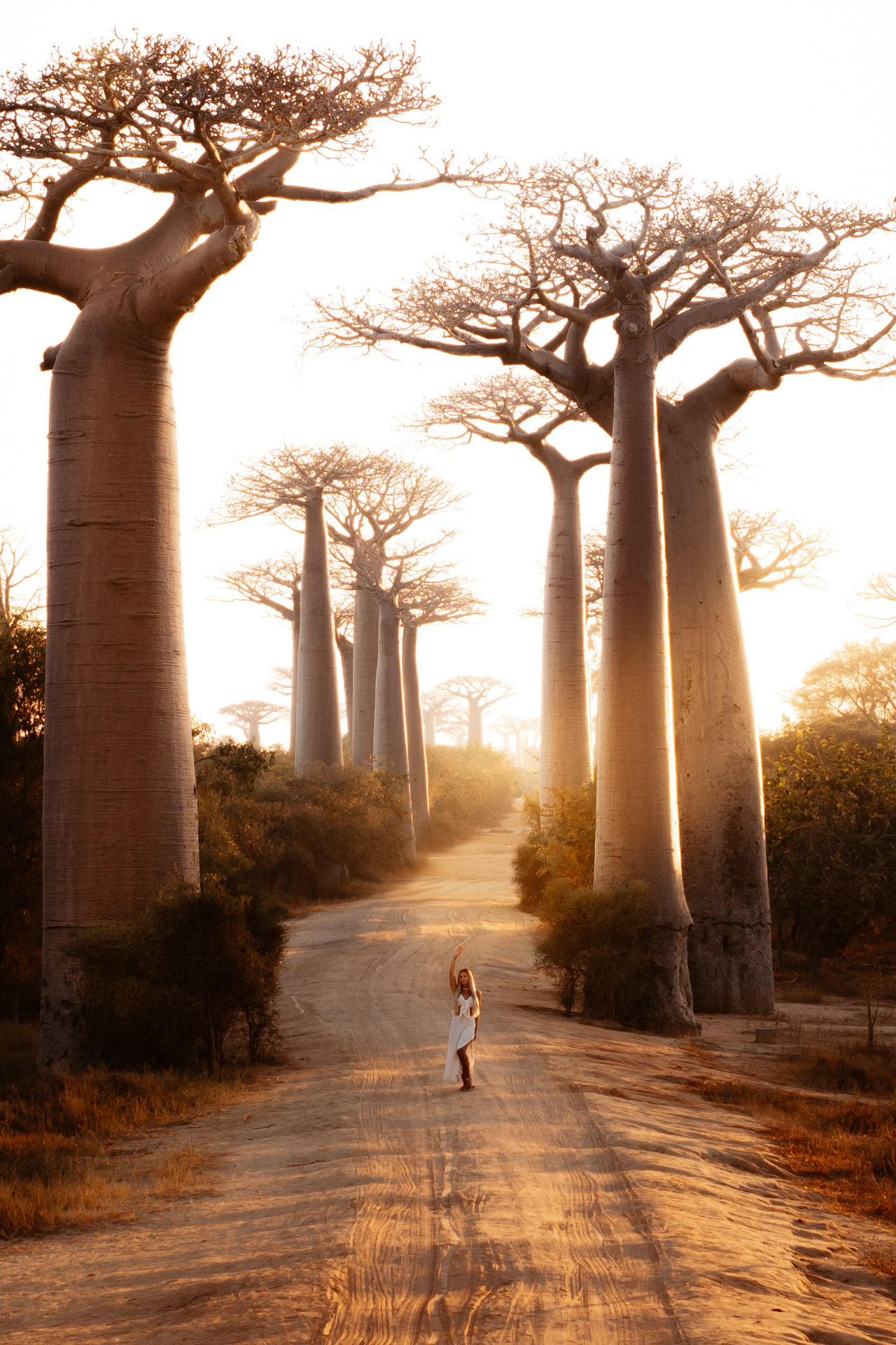 Traveler walking among the giant baobab trees at Avenue of the Baobabs during golden sunset in Madagascar.