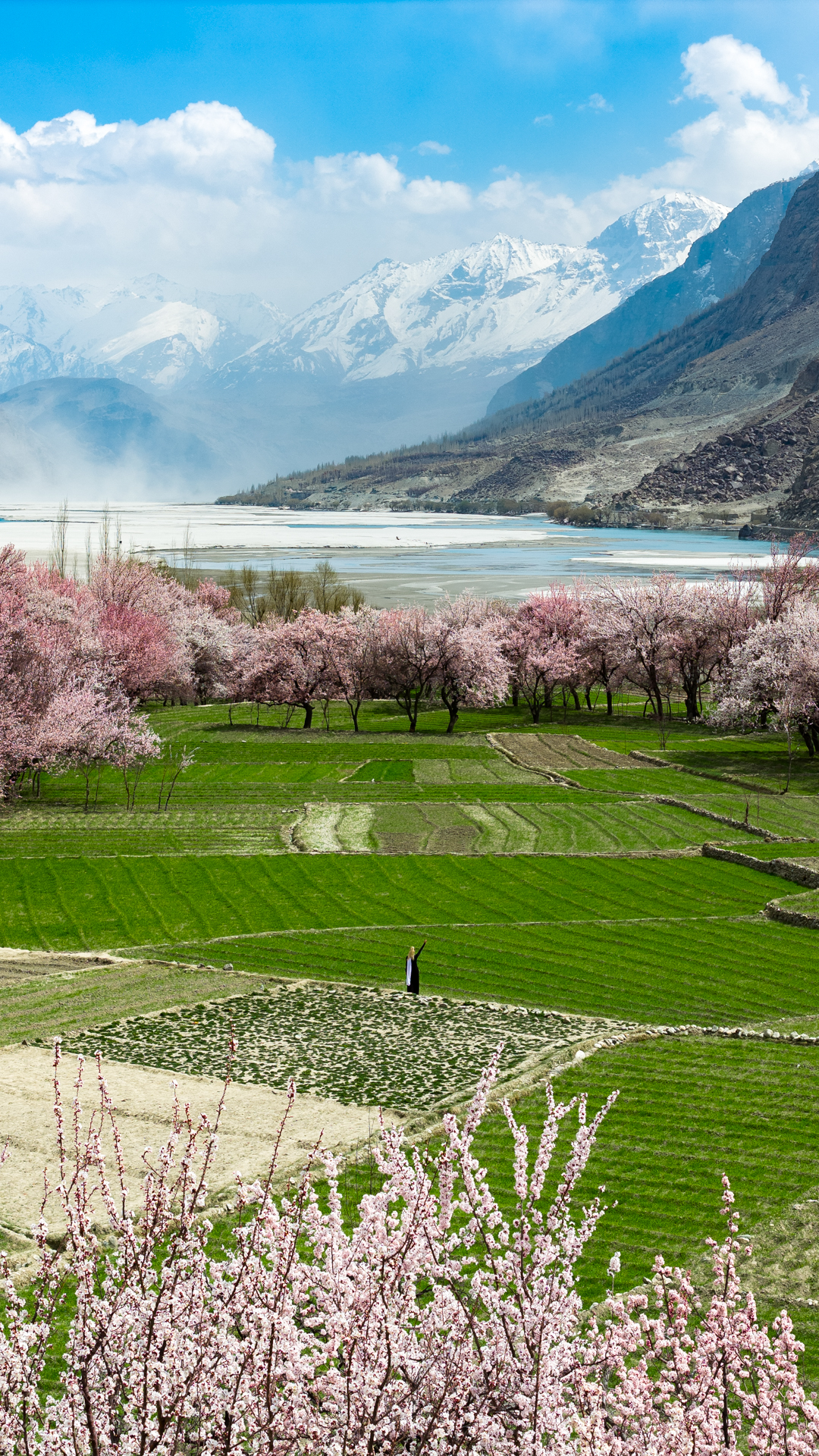 Hunza Valley in Pakistan with cherry blossom trees, green fields, and snow-capped mountains in the background.