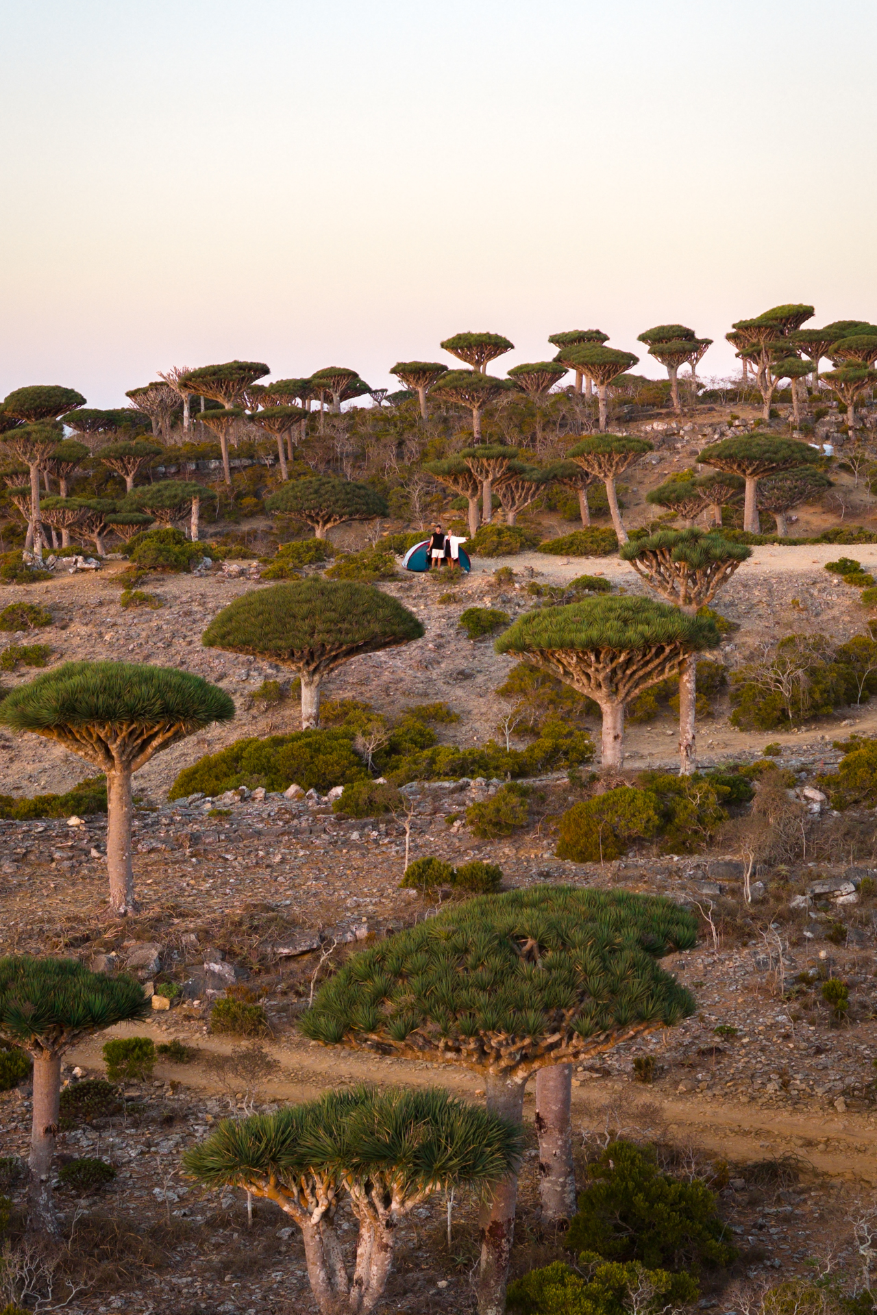 Firmihin Forest Tent set up among dragon blood trees at sunrise in Socotra’s highlands.
