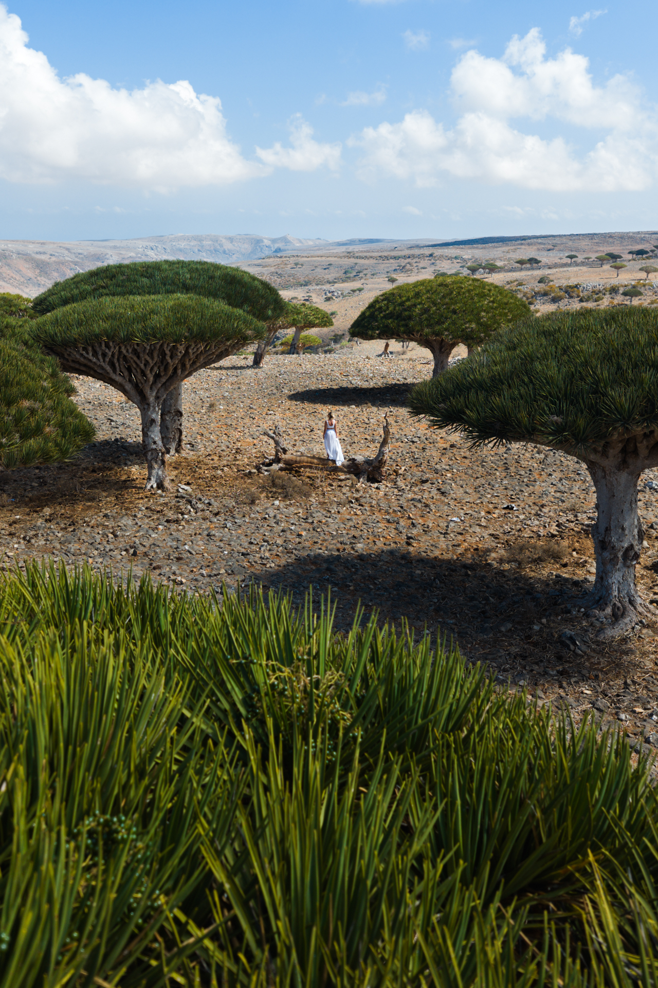 Diksam Plateau Woman in white dress walking among dragon blood trees at Diksam Plateau in Socotra.