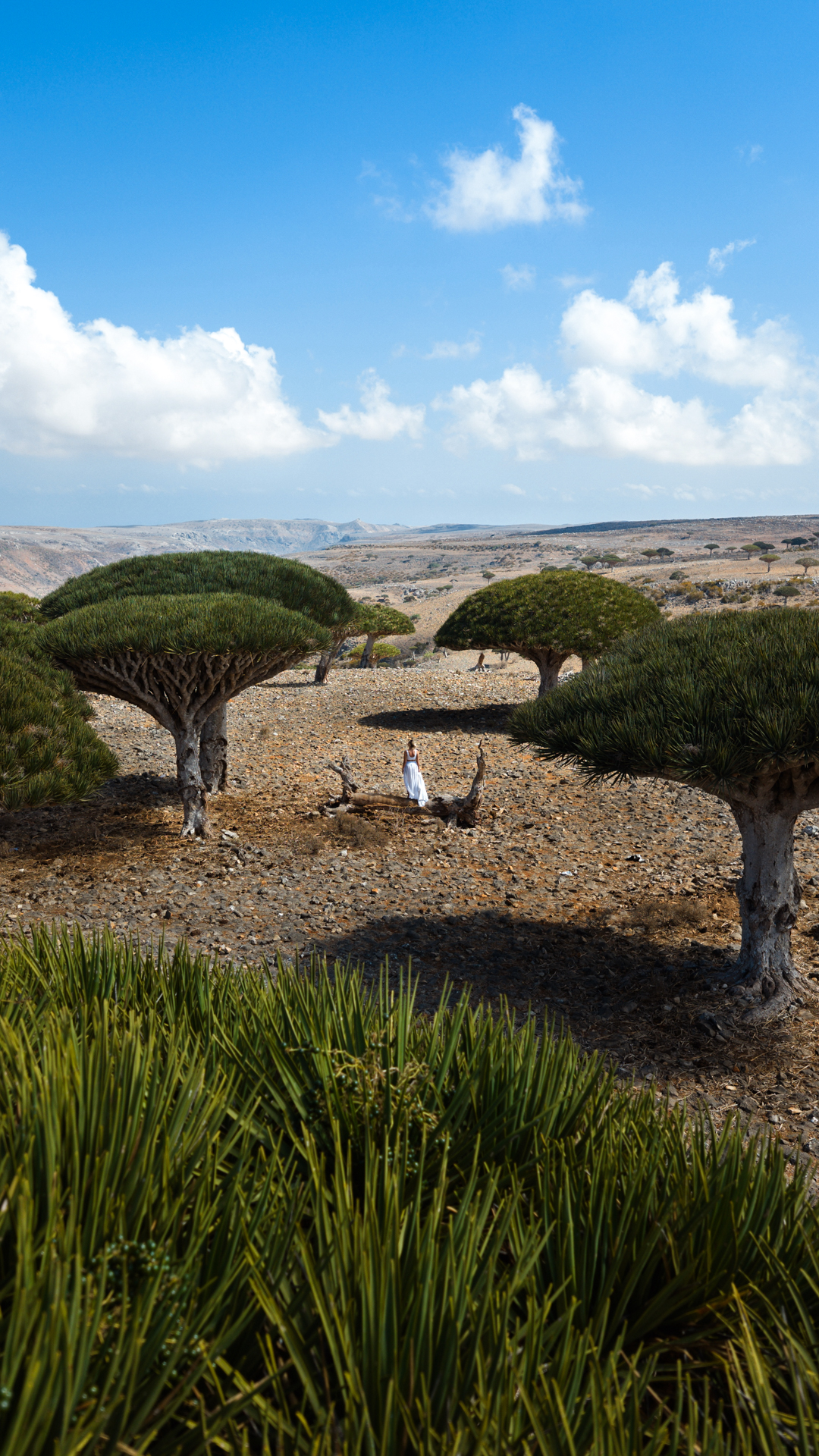 Dragon blood trees scattered across the rocky landscape of Socotra, Yemen.